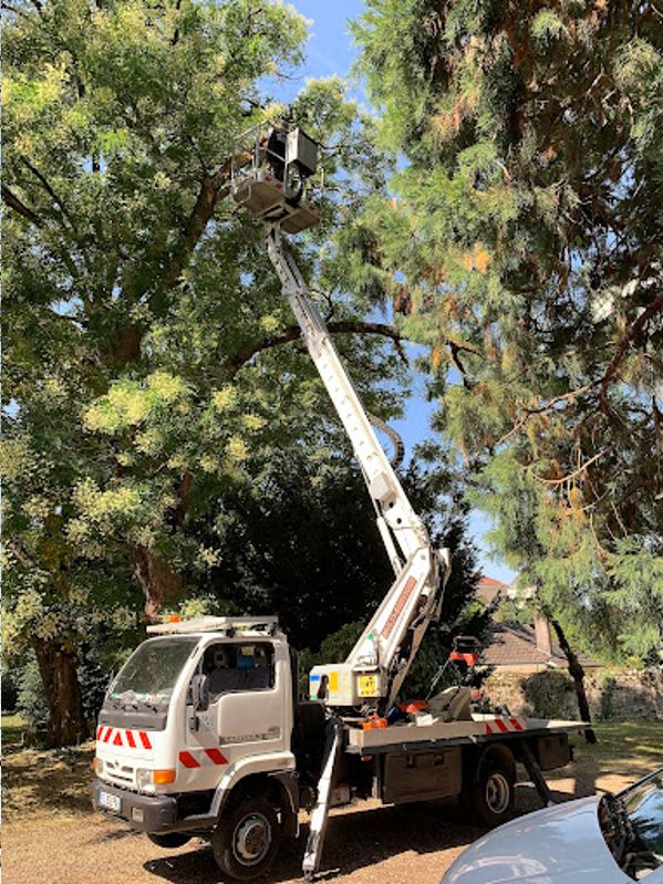 Expert élagage abattage arbres Champforgeuil