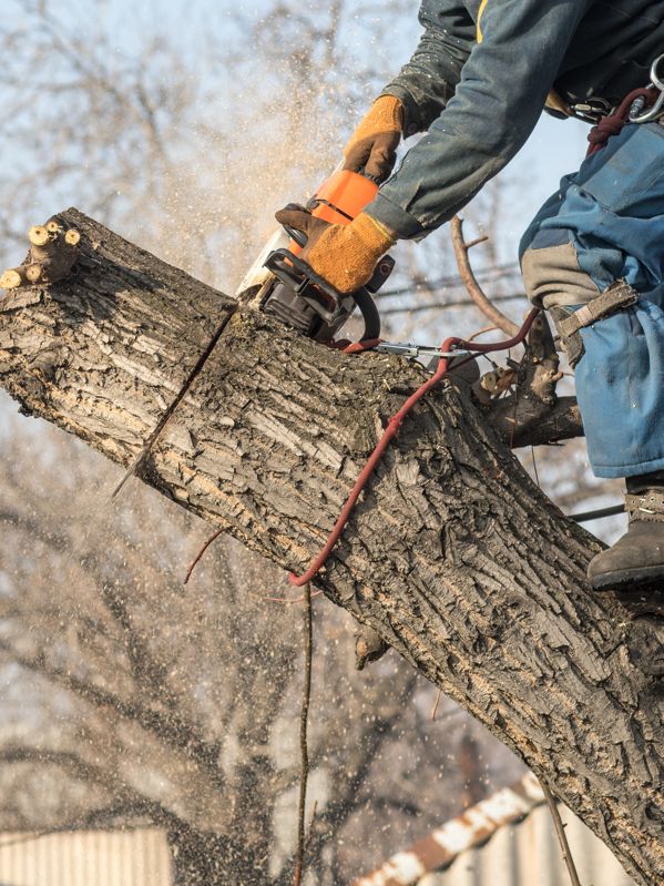 Élagage abattage arbres sécurisé Champforgeuil