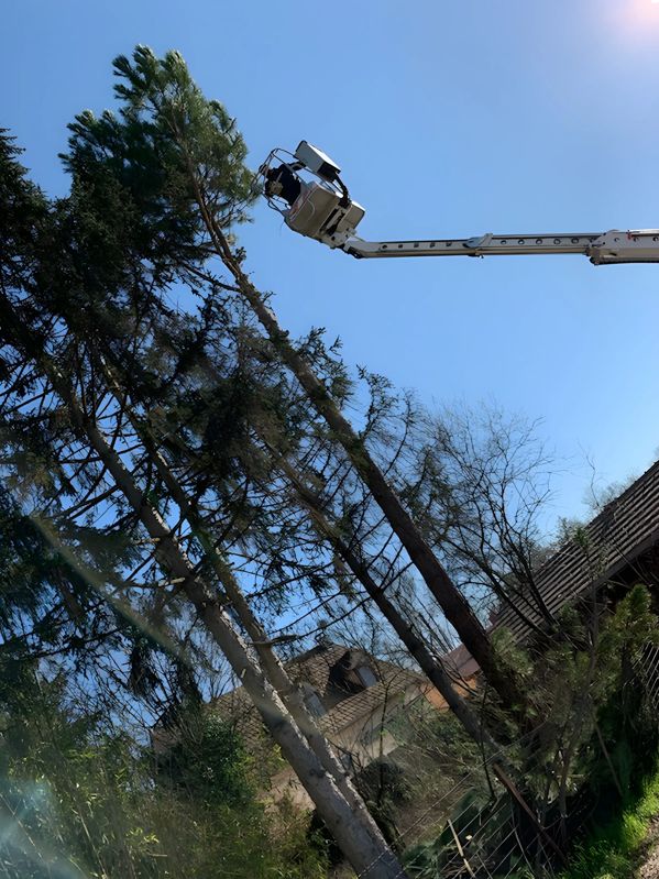 Travaux hauteur nacelle élagage Champforgeuil