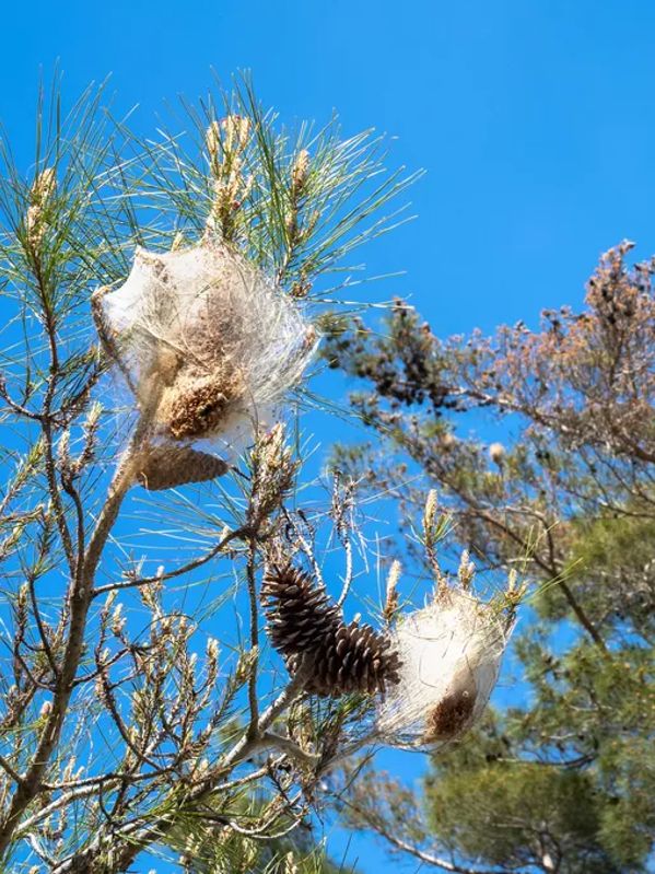 Enlèvement de nids de chenilles Ormes