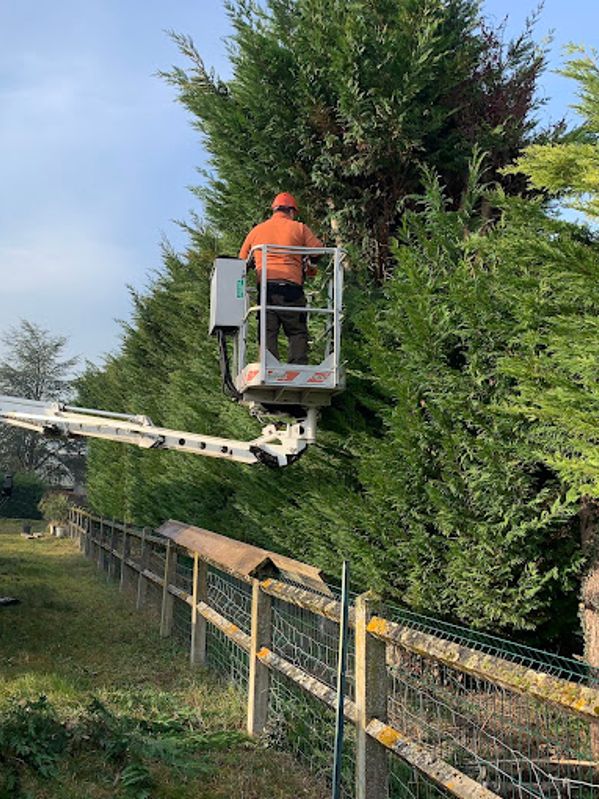 Taille de haies Ormes